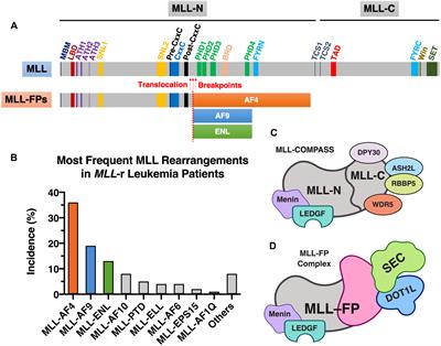 Rewiring the Epigenetic Networks in MLL-Rearranged <mark class="highlighted">Leukemias</mark>: Epigenetic Dysregulation and Pharmacological Interventions
